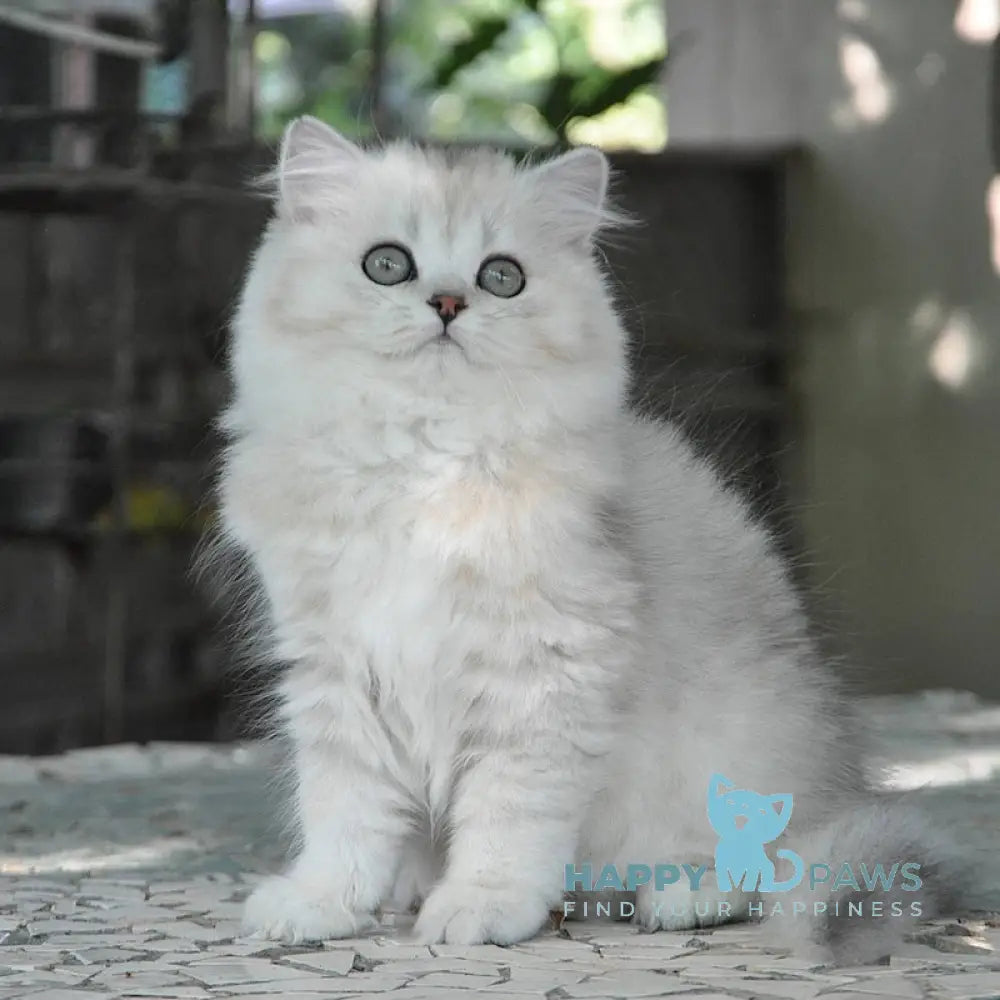 Versal British Longhair Male Black Silver Shaded Live Animals