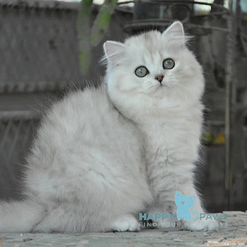 Versal British Longhair Male Black Silver Shaded Live Animals