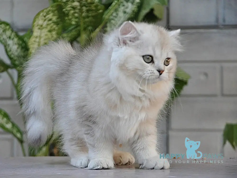 Versal British Longhair Male Black Silver Shaded Live Animals