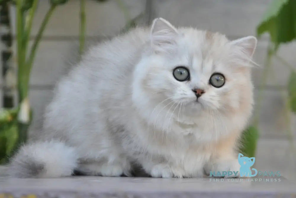 Versal British Longhair Male Black Silver Shaded Live Animals