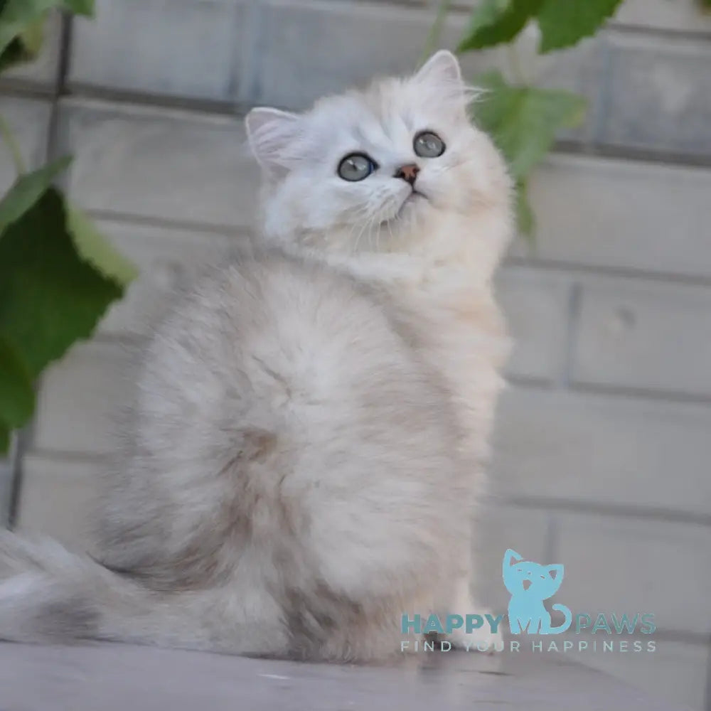 Versal British Longhair Male Black Silver Shaded Live Animals