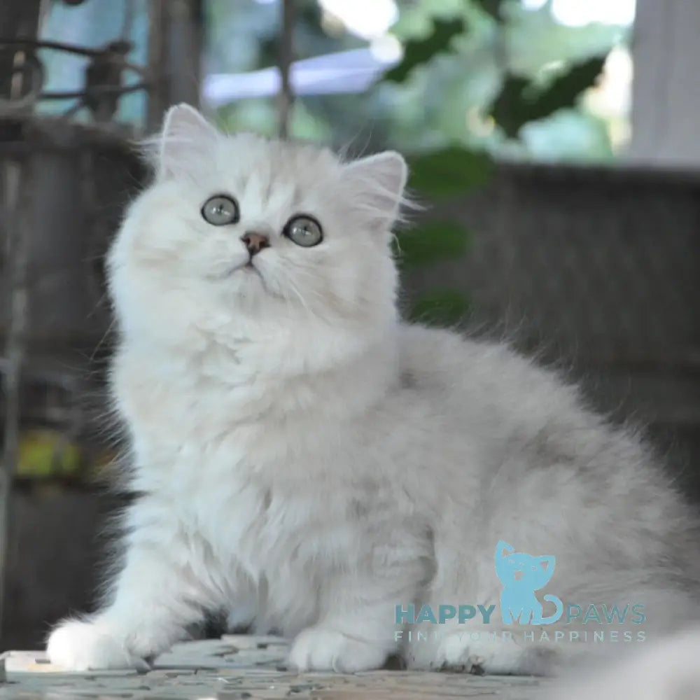 Versal British Longhair Male Black Silver Shaded Live Animals