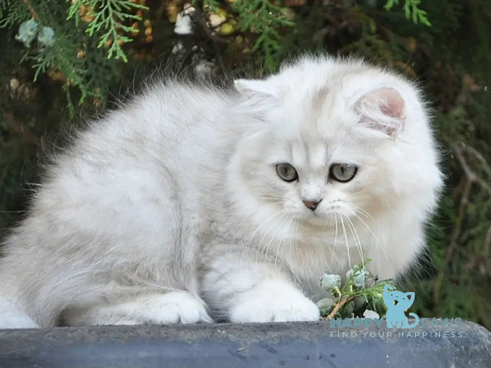 Versal British Longhair Male Black Silver Shaded Live Animals