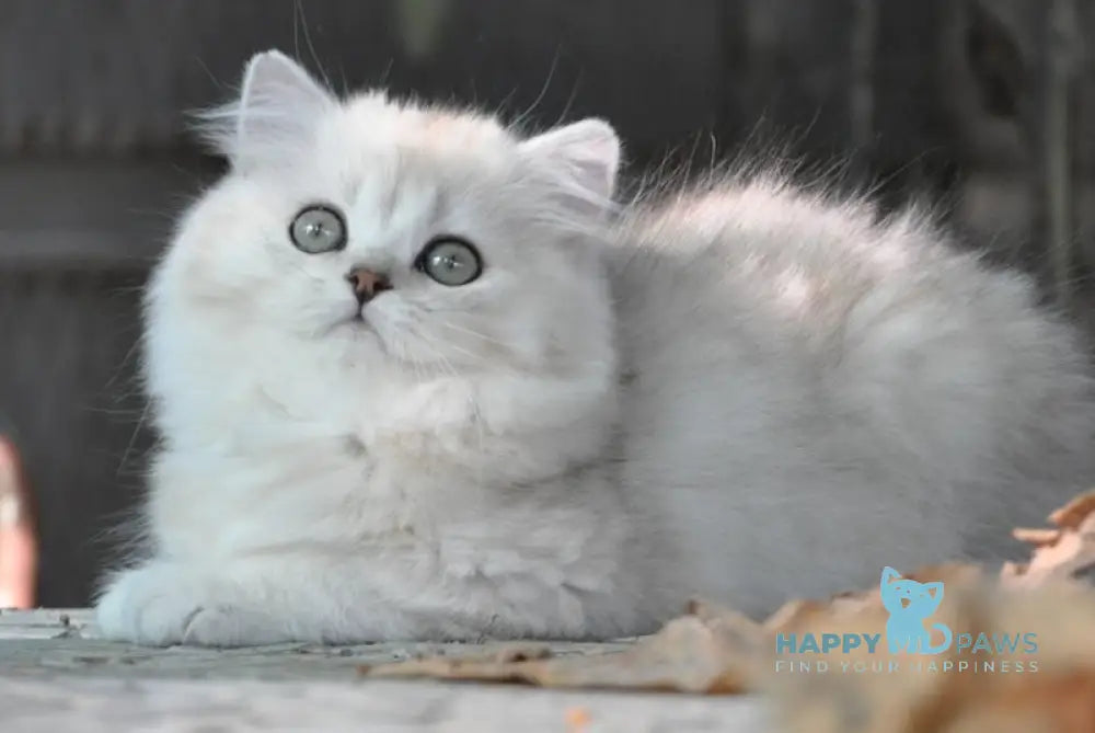 Versal British Longhair Male Black Silver Shaded Live Animals