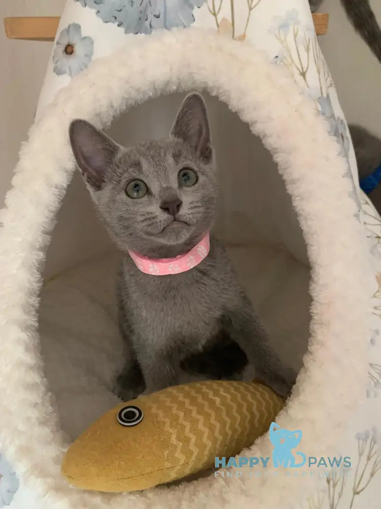 Viga Russian Blue Female Blue Live Animals