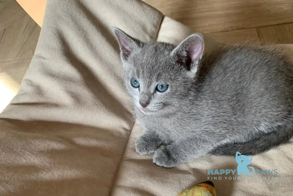 Viga Russian Blue Female Blue Live Animals