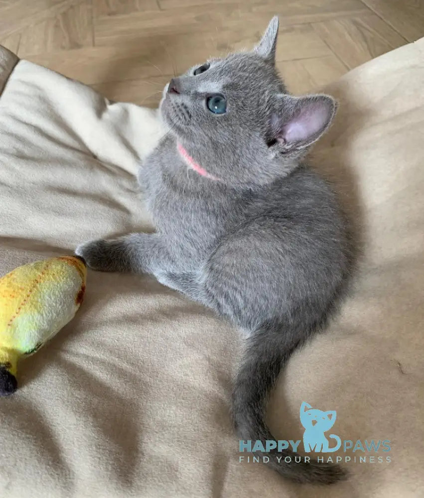 Viga Russian Blue Female Blue Live Animals