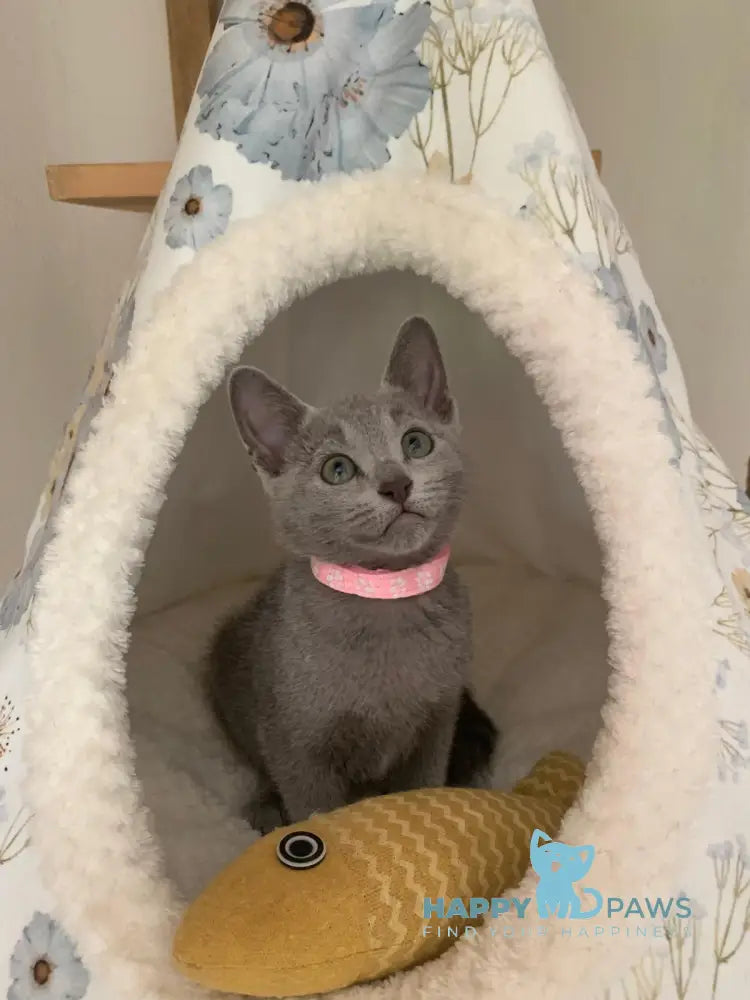 Viga Russian Blue Female Blue Live Animals