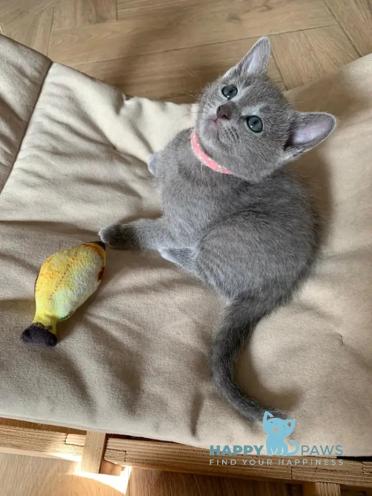 Viga Russian Blue Female Blue Live Animals