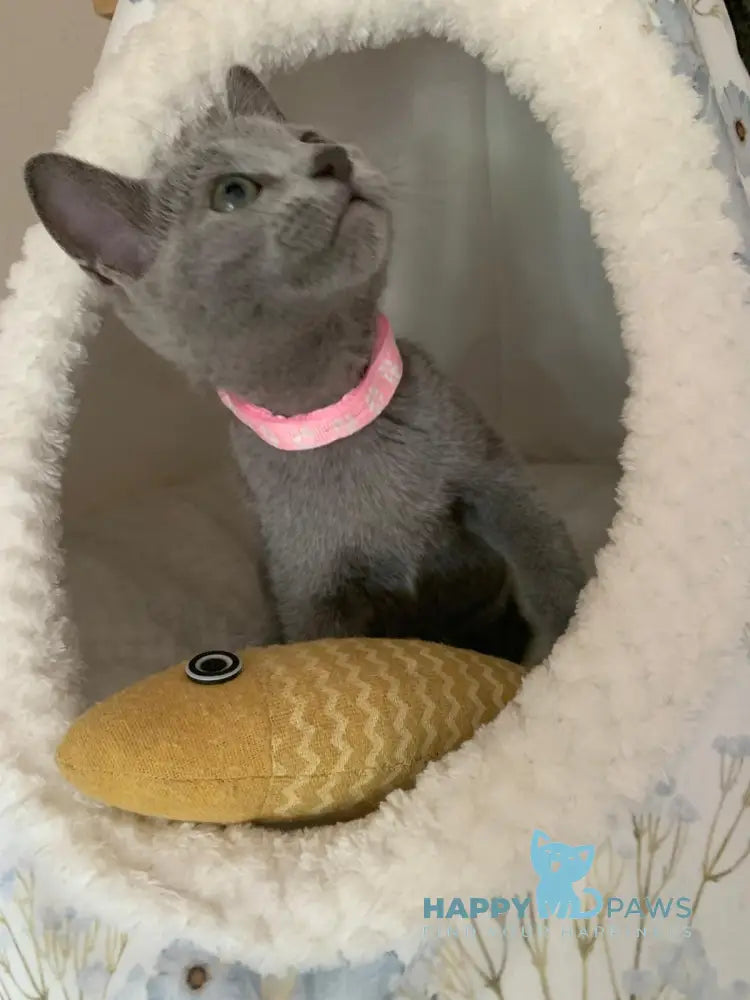 Viga Russian Blue Female Blue Live Animals