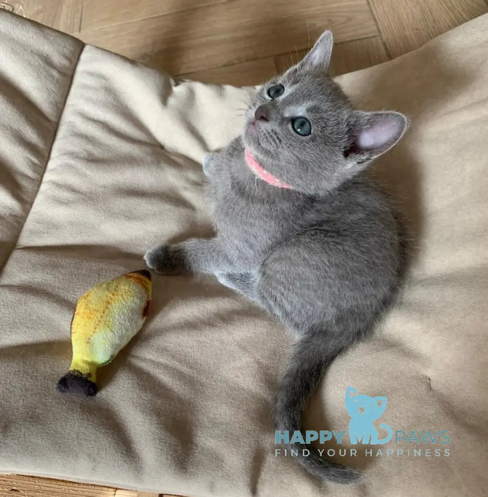 Viga Russian Blue Female Blue Live Animals