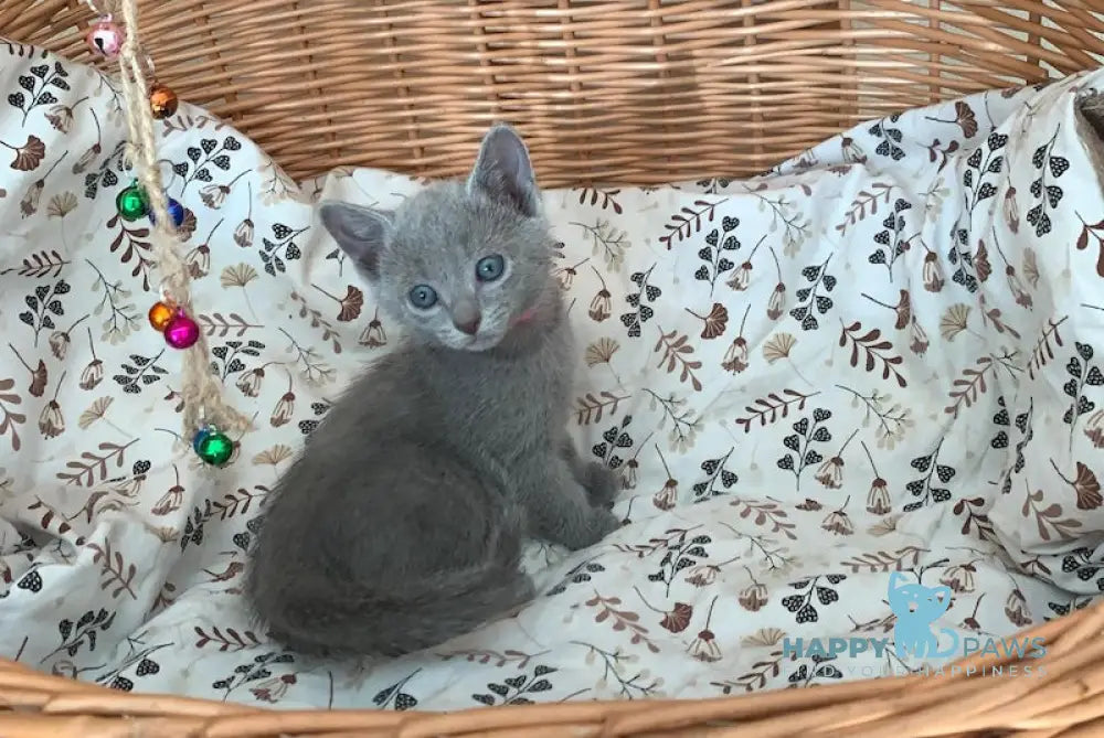 Viki Russian Blue Female Blue Live Animals