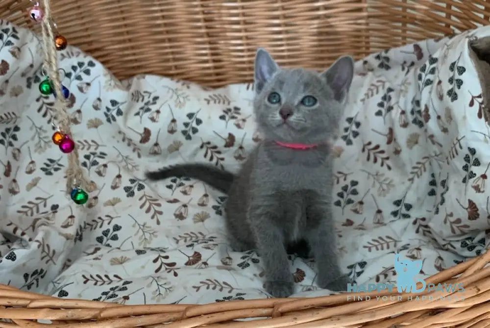 Viki Russian Blue Female Blue Live Animals