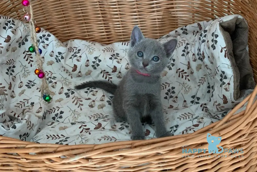 Viki Russian Blue Female Blue Live Animals