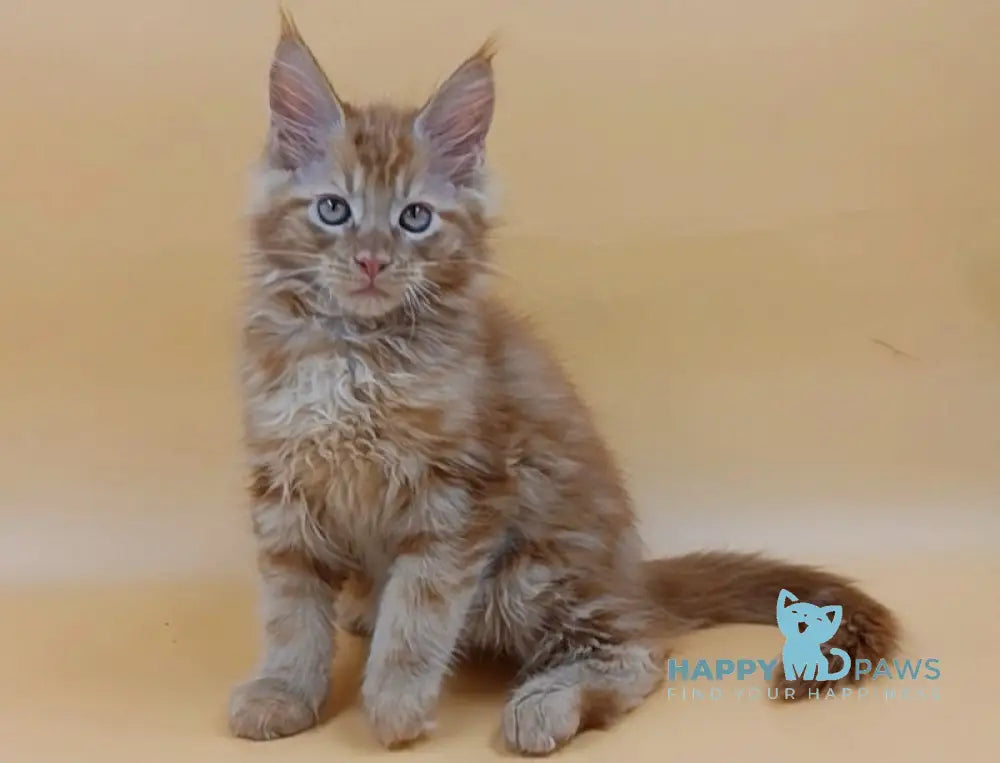 Vincent Maine Coon Male Red Live Animals