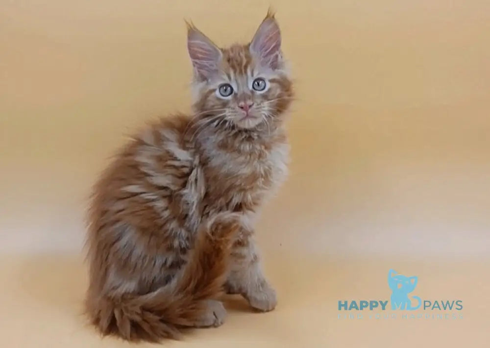 Vincent Maine Coon Male Red Live Animals