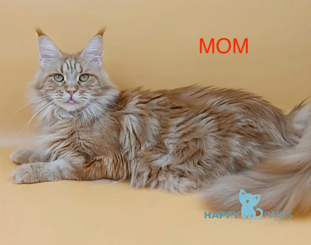 Vincent Maine Coon Male Red Live Animals