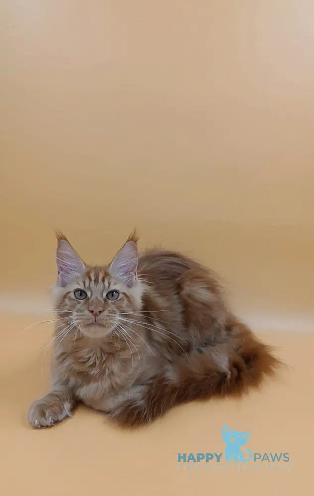 Vincent Maine Coon Male Red Live Animals