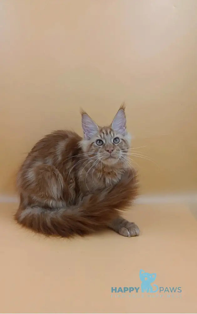 Vincent Maine Coon Male Red Live Animals