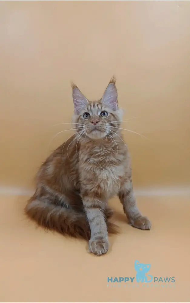 Vincent Maine Coon Male Red Live Animals