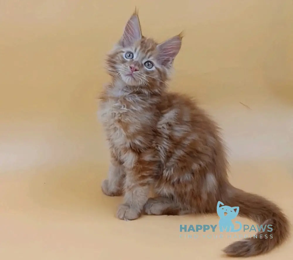 Vincent Maine Coon Male Red Live Animals