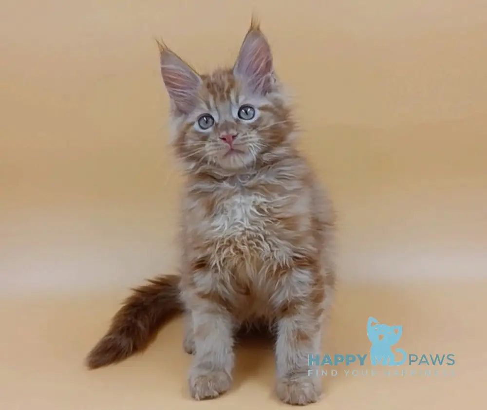 Vincent Maine Coon Male Red Live Animals