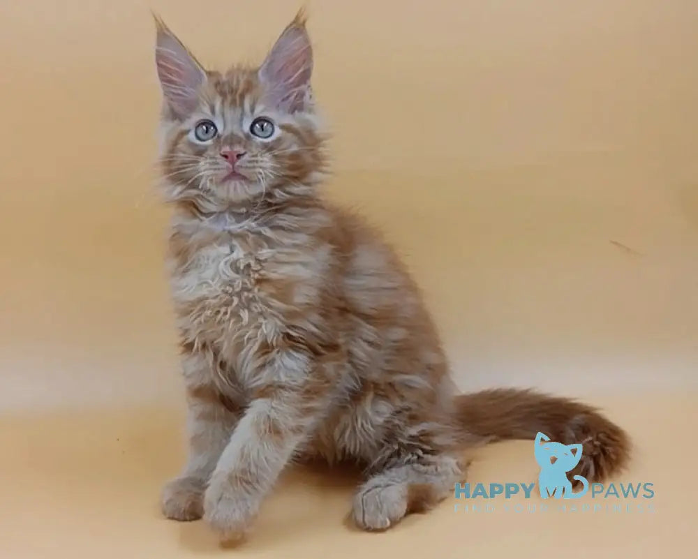 Vincent Maine Coon Male Red Live Animals