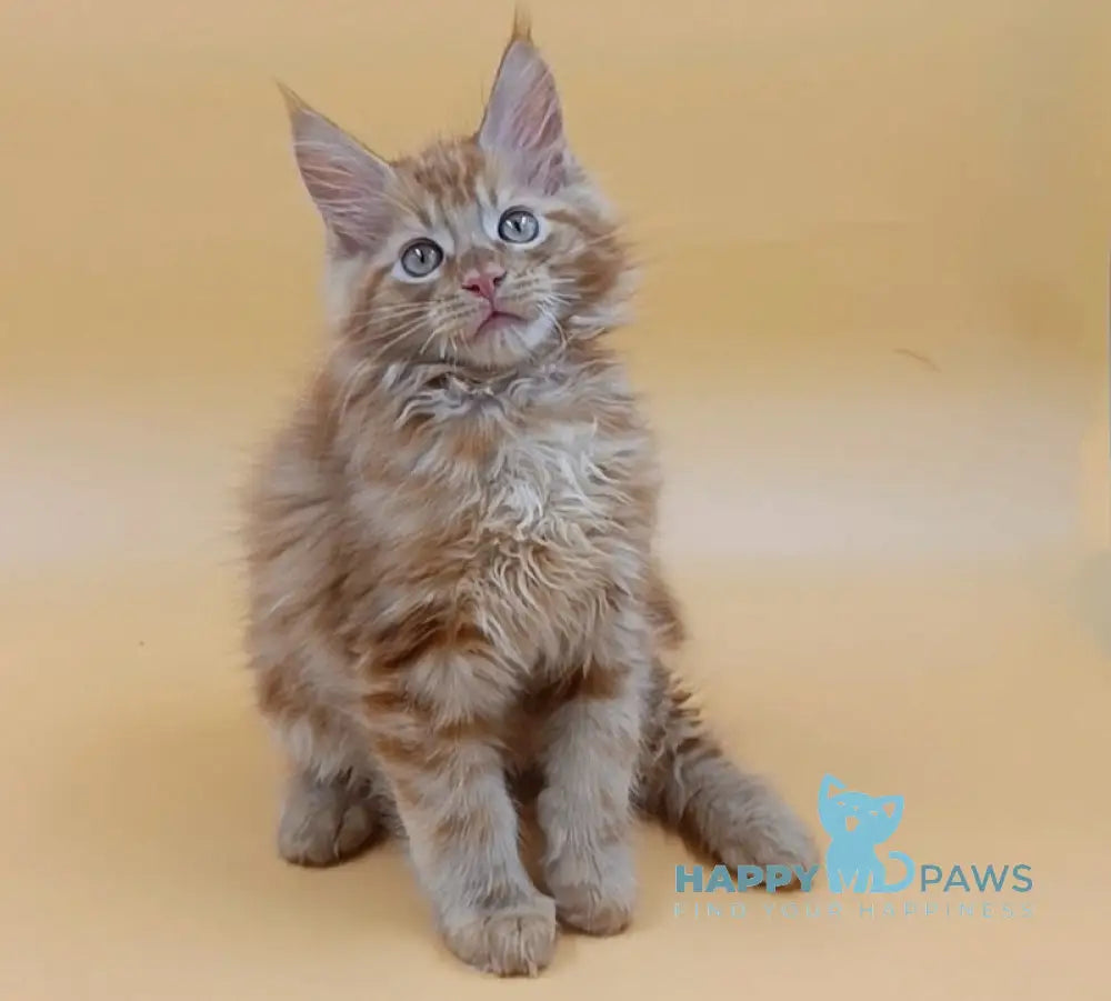 Vincent Maine Coon Male Red Live Animals