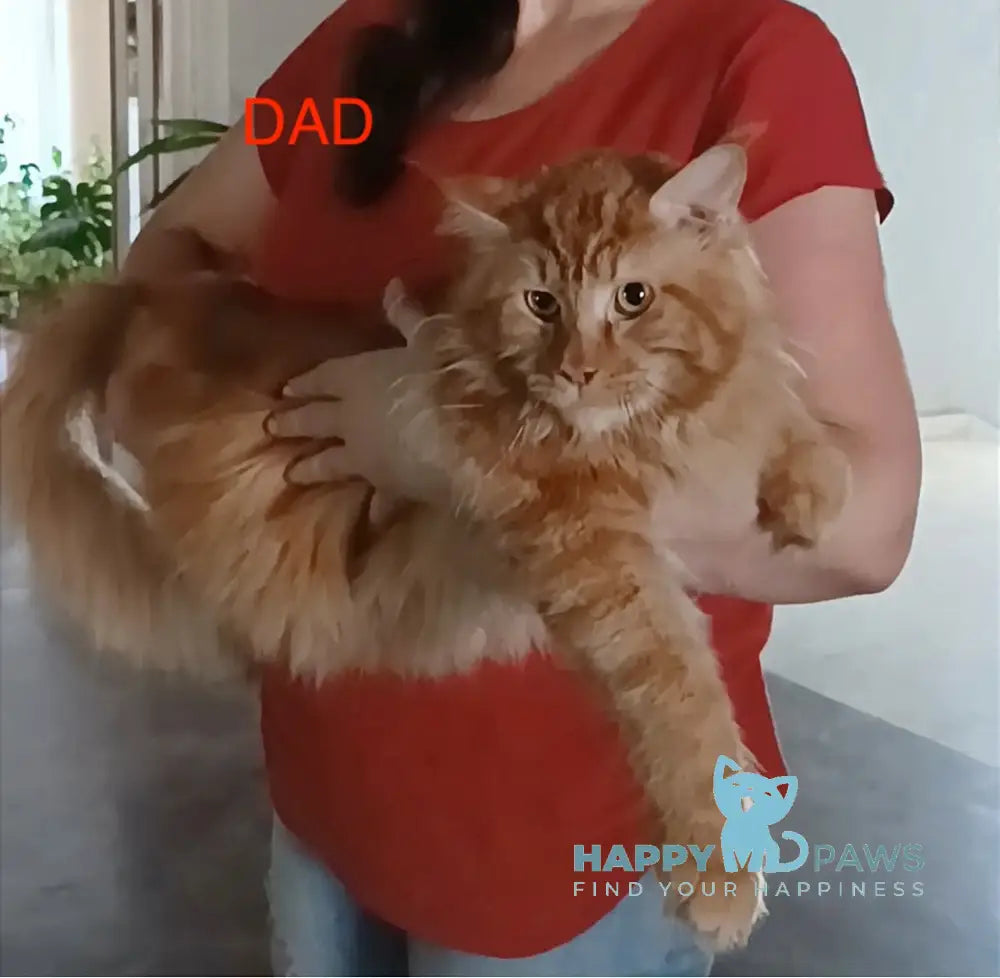 Vincent Maine Coon Male Red Live Animals