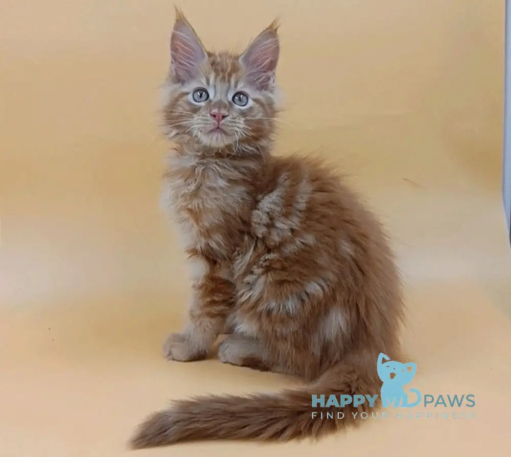 Vincent Maine Coon Male Red Live Animals