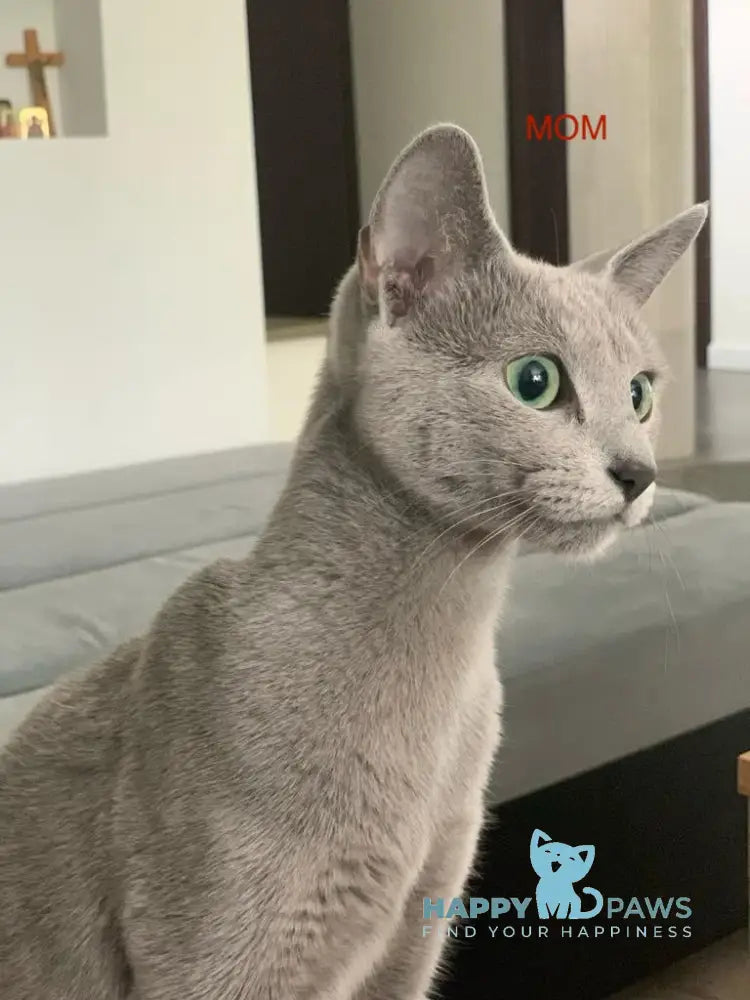 Vini Russian Blue Male Blue Live Animals