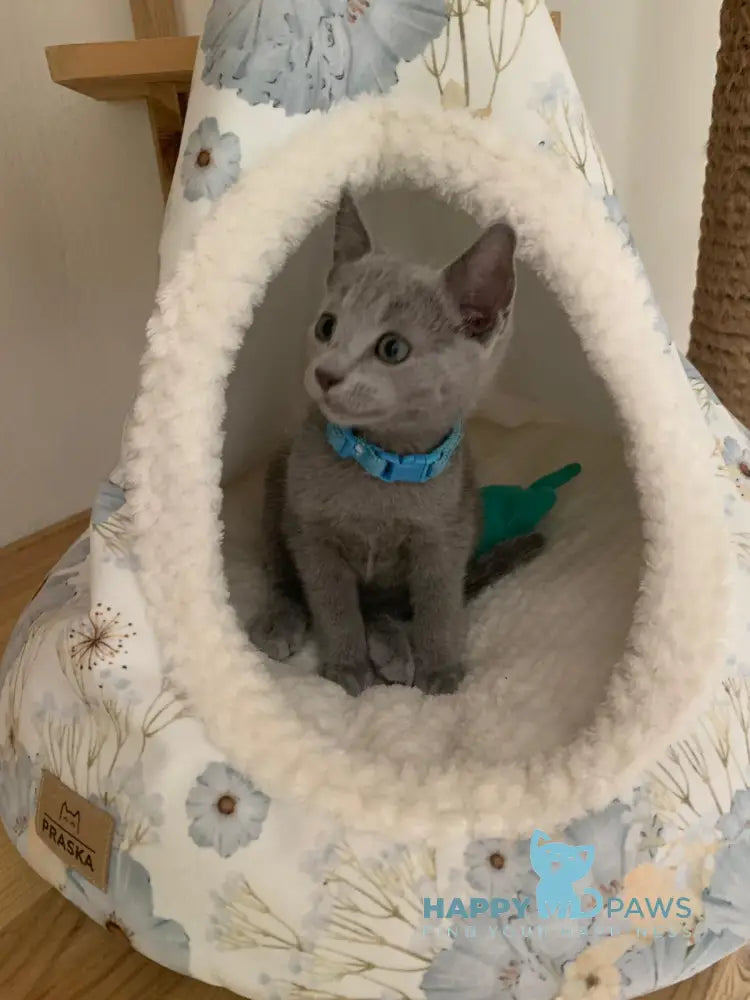 Vini Russian Blue Male Blue Live Animals