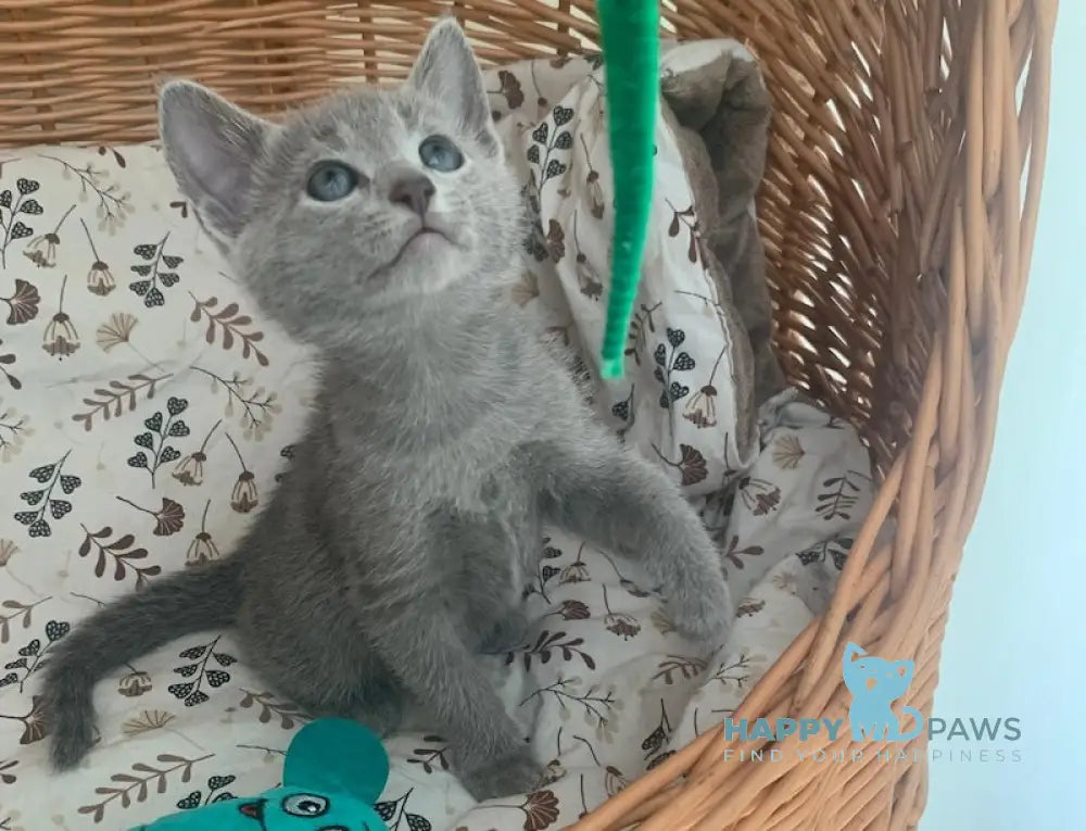 Vini Russian Blue Male Blue Live Animals