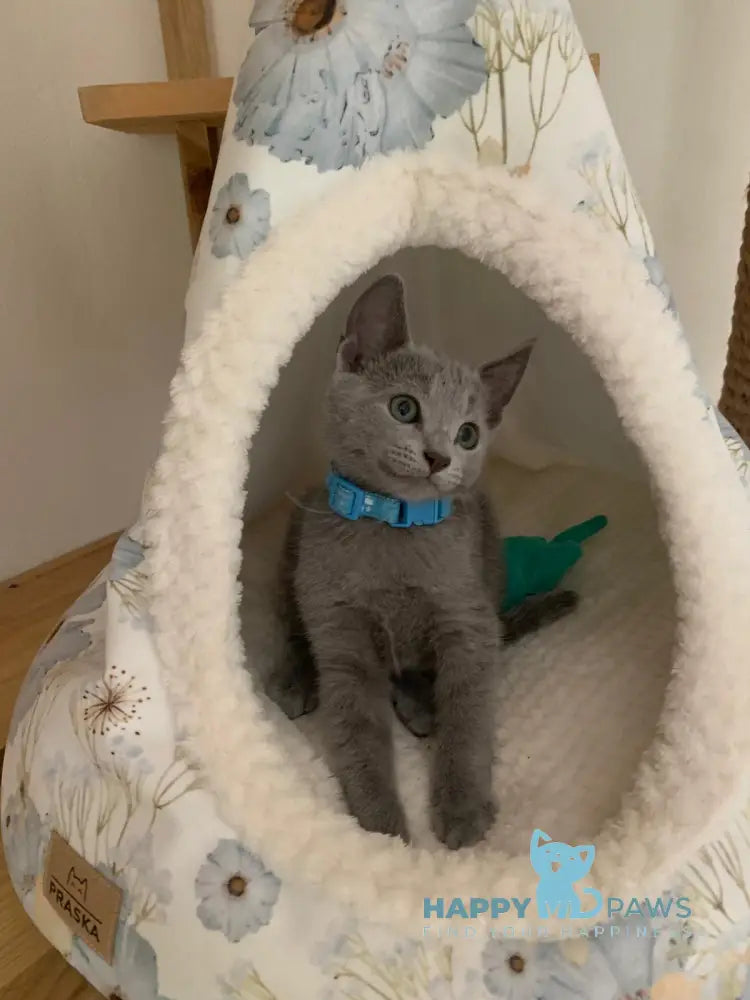 Vini Russian Blue Male Blue Live Animals