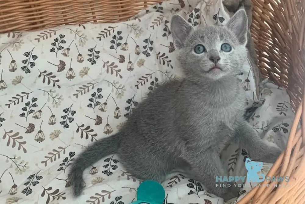 Vini Russian Blue Male Blue Live Animals