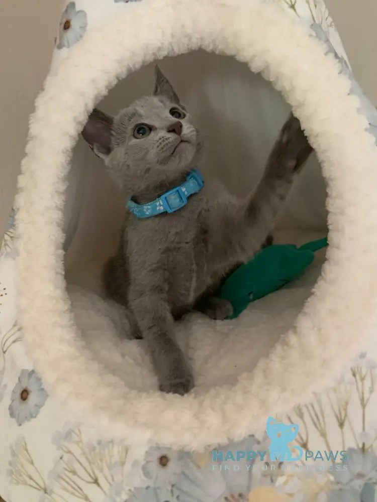 Vini Russian Blue Male Blue Live Animals