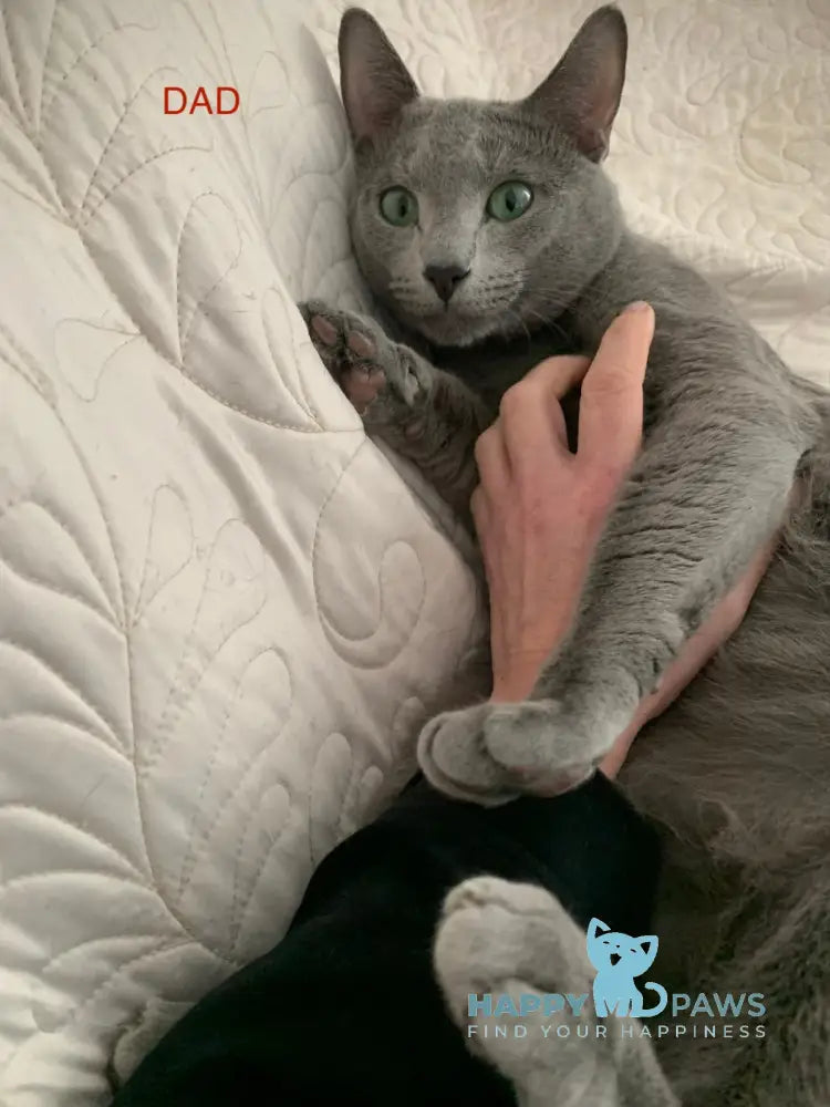 Vini Russian Blue Male Blue Live Animals