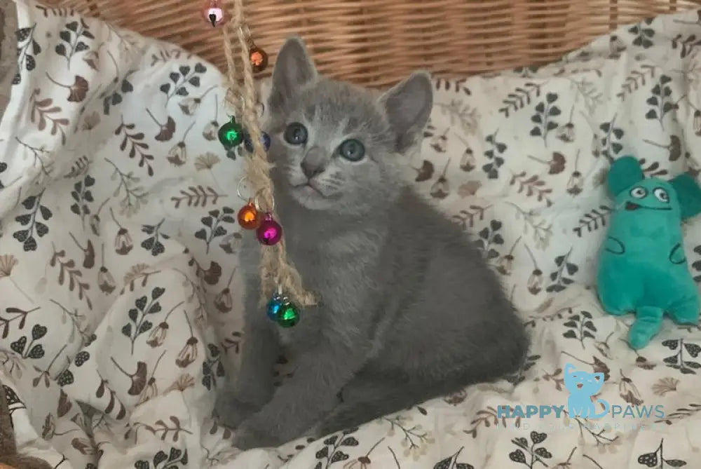 Vip Russian Blue Male Blue Live Animals