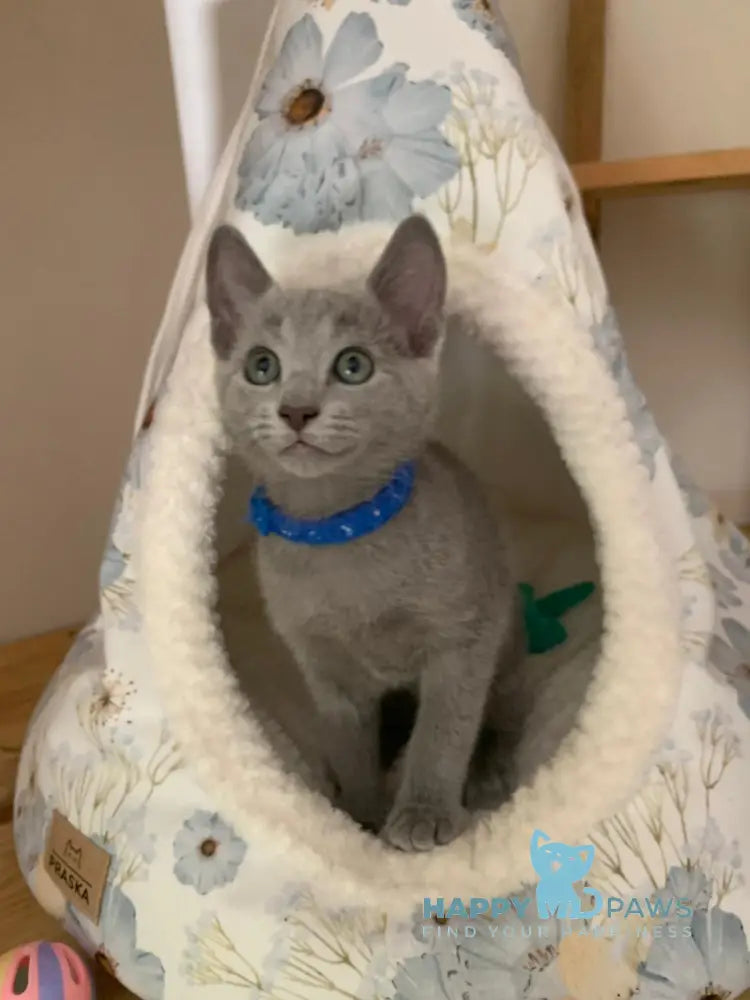 Vip Russian Blue Male Blue Live Animals