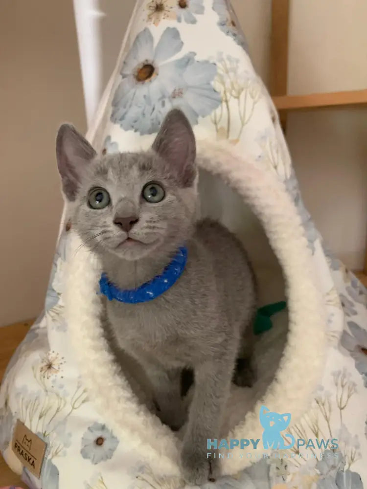 Vip Russian Blue Male Blue Live Animals