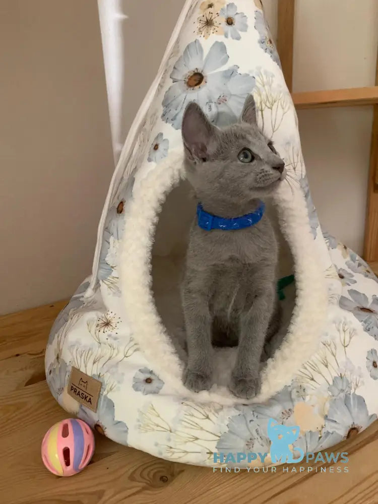 Vip Russian Blue Male Blue Live Animals