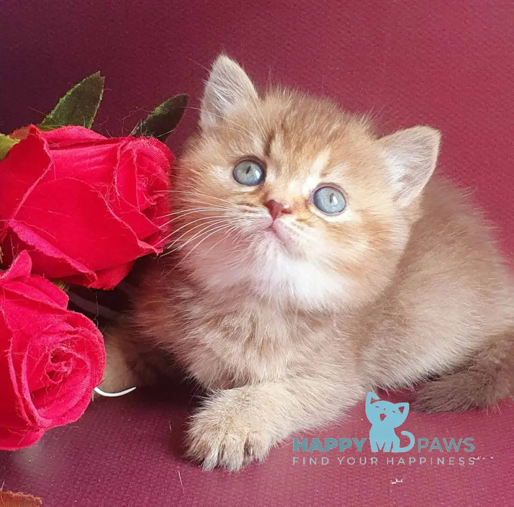 Vita British Shorthair female chocolate tortie golden shaded live animals