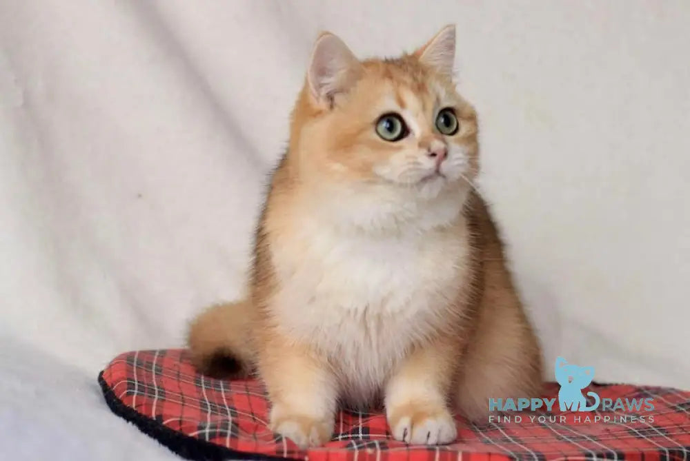 Vito British Shorthair Male Black Golden Chinchilla Live Animals