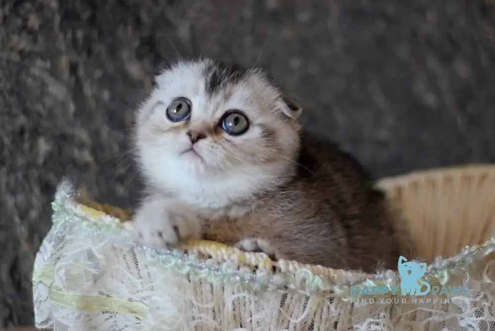 Vivi Scottish Fold Female Black Silver Ticked Tabby Live Animals