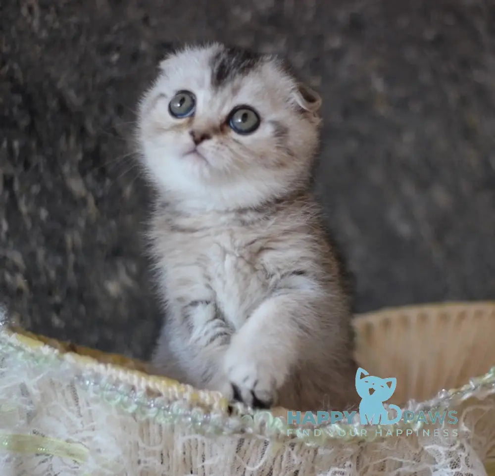 Vivi Scottish Fold Female Black Silver Ticked Tabby Live Animals