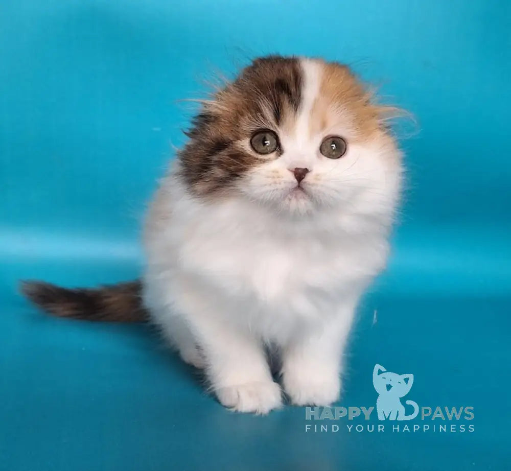 Vivian Scottish Fold Female Black Tortie Tabby Harlequin Live Animals