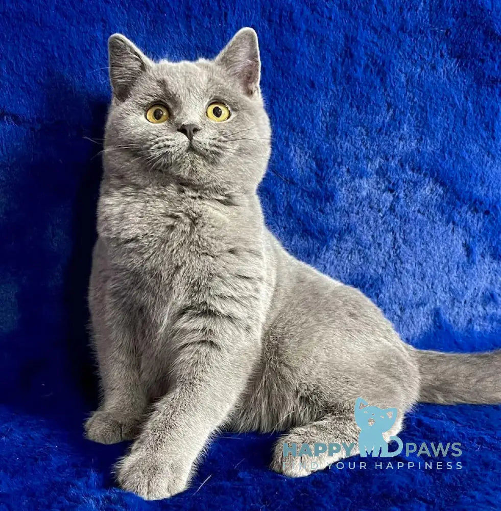 Vix British Shorthair Male Blue Live Animals