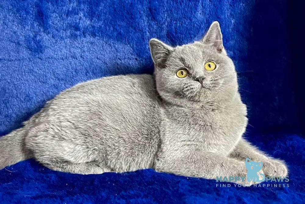 Vix British Shorthair Male Blue Live Animals