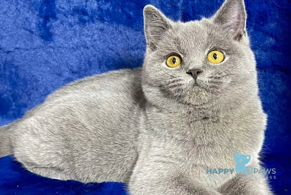 Vix British Shorthair Male Blue Live Animals