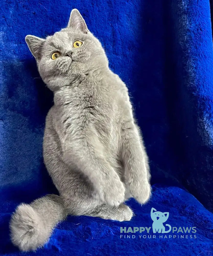 Vix British Shorthair Male Blue Live Animals